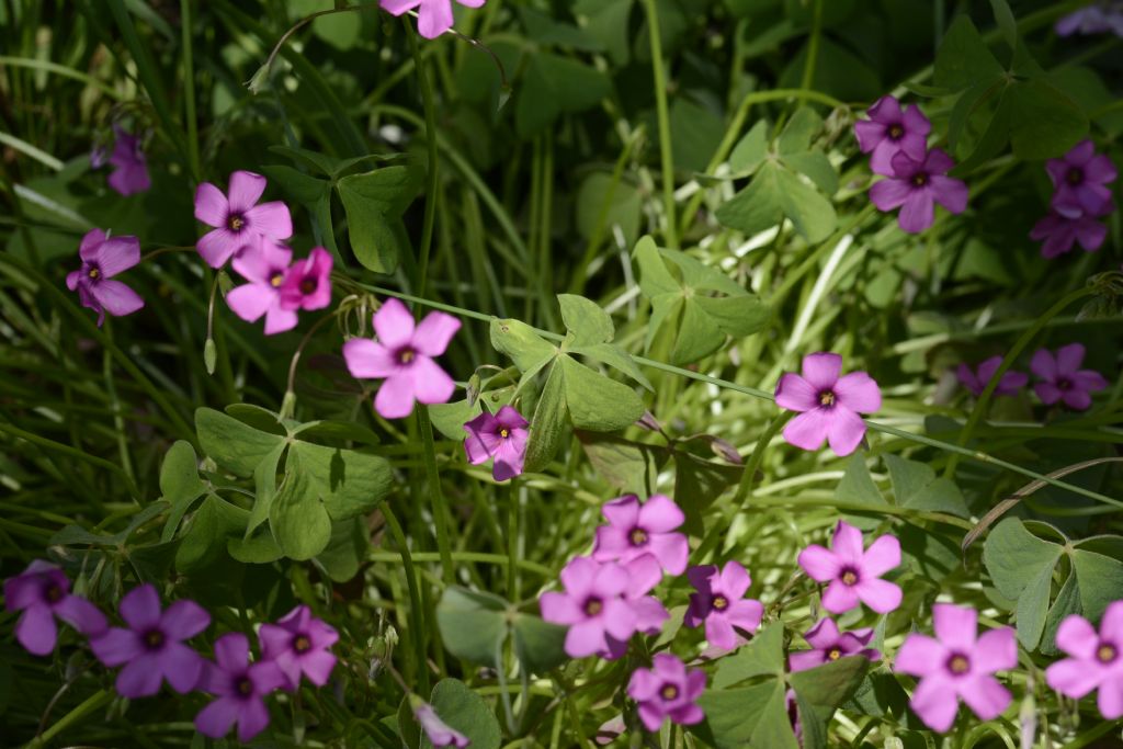 Oxalis articulata